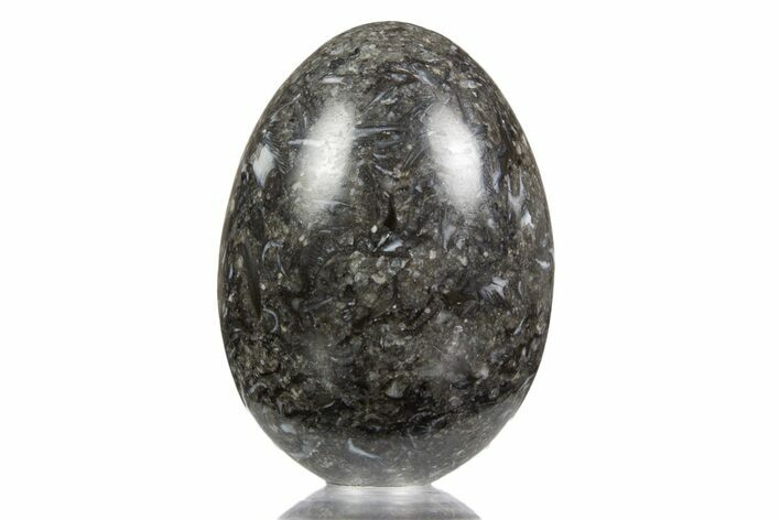 Polished Black Coquina Egg - California #334178